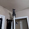 Teensie Mae is registered to the contest to win money with this photo: cat, grey_cat, indoor, door, perched, wall, ceiling, coat_rack, clothing, framed_photo, shadow, neutral_colors, curious, animal, pet, furniture, doorframe, household, looking, balanced_composition