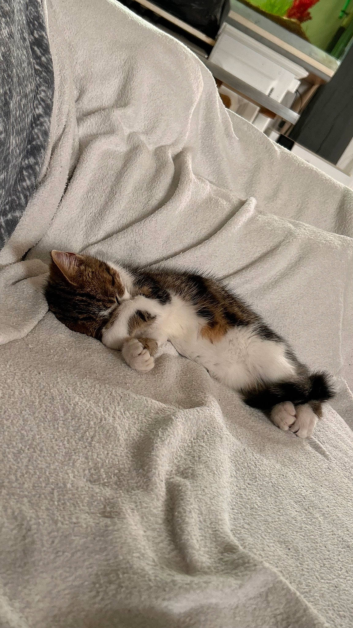 Glue a rejoint le concours — aidez-le/la à gagner de superbes lots ! bedding, carnivore, cat, claw, comfort, domestic_short_haired_cat, duvet, felidae, flooring, fur, grey, hardwood, linens, paw, room, sand, small_to_medium_sized_cats, tail, whiskers, wood