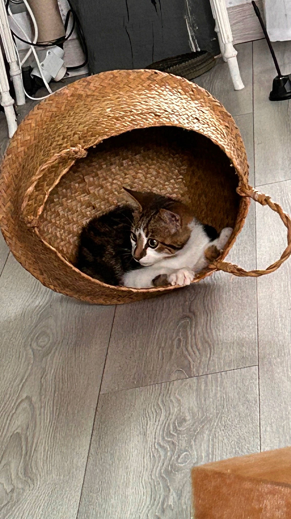 Glue a rejoint le concours — aidez-le/la à gagner de superbes lots ! brown, carnivore, cat, cat_bed, cat_supply, comfort, domestic_short_haired_cat, fawn, felidae, floor, flooring, fur, grey, hardwood, small_to_medium_sized_cats, table, tail, whiskers, wood, wood_flooring