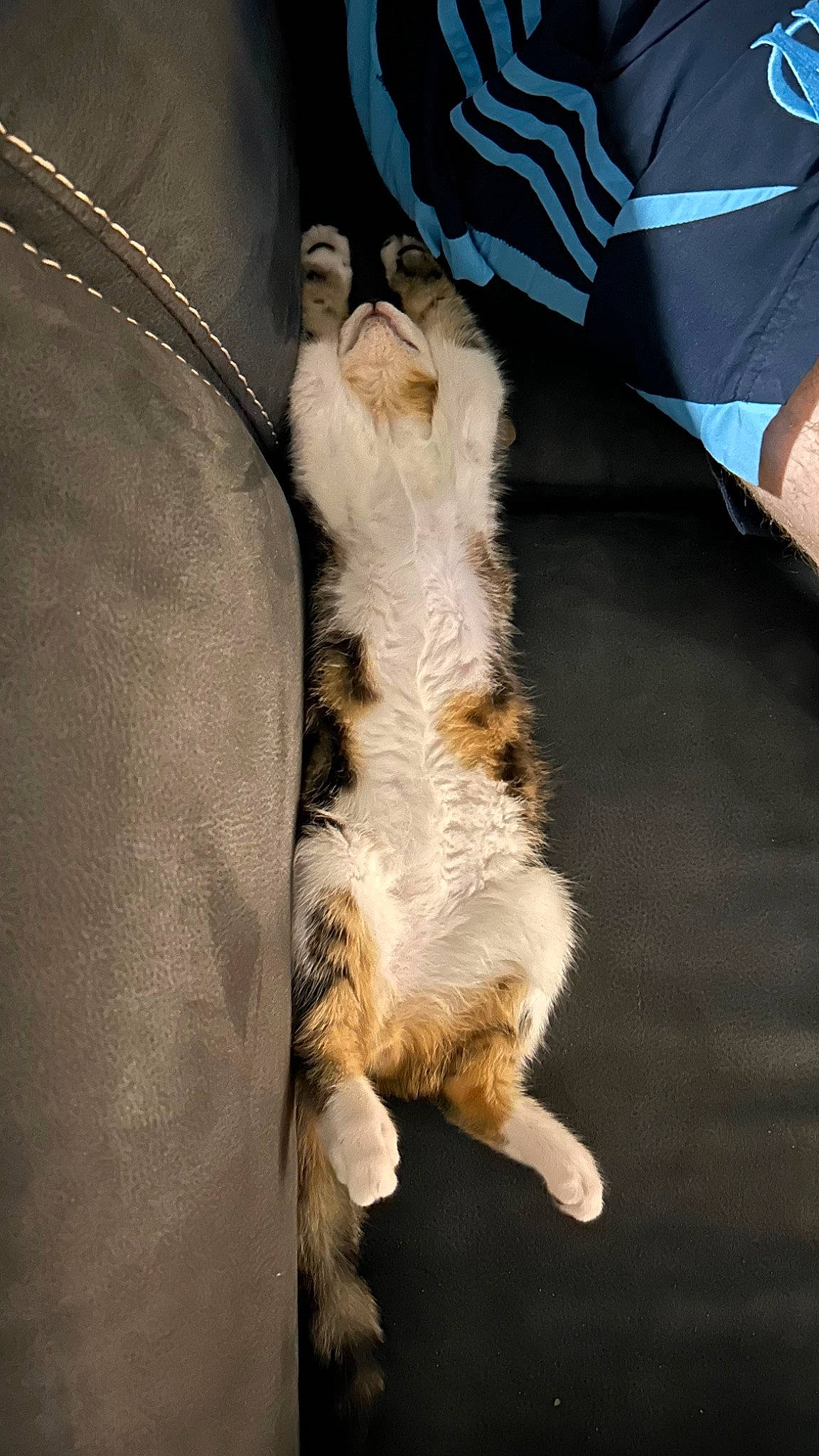 Glue participe au concours pour gagner de l'argent avec cette photo : canidae, carnivore, cat, claw, comfort, companion_dog, couch, dog_breed, domestic_short_haired_cat, felidae, foot, fur, gesture, human_leg, nap, paw, small_to_medium_sized_cats, sporting_group, tail, whiskers