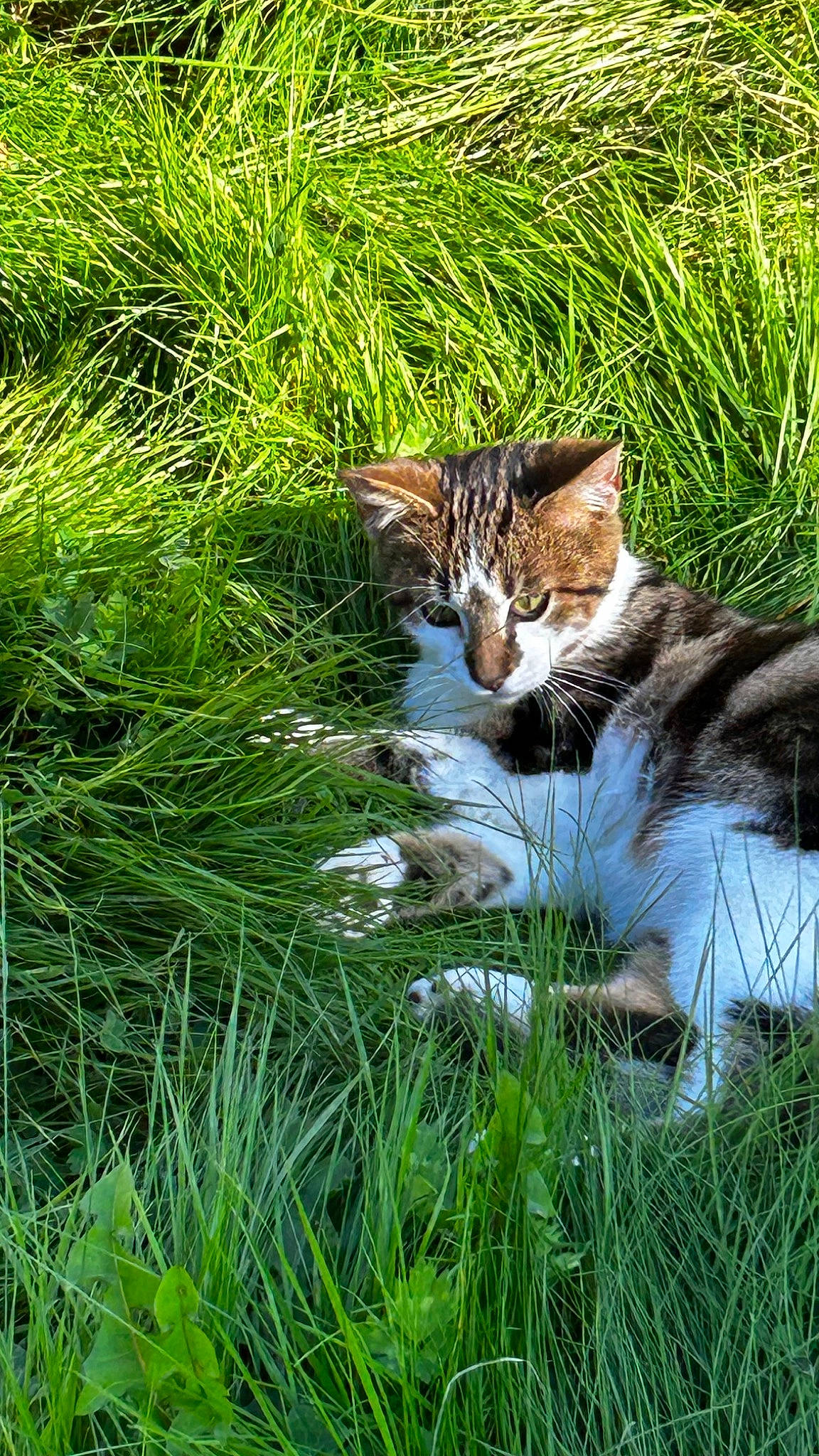 Glue participe au concours pour gagner de l'argent avec cette photo : botany, carnivore, cat, domestic_short_haired_cat, fawn, felidae, grass, grass_family, grassland, groundcover, lawn, meadow, natural_landscape, plant, small_to_medium_sized_cats, snout, tail, terrestrial_animal, vegetation, whiskers