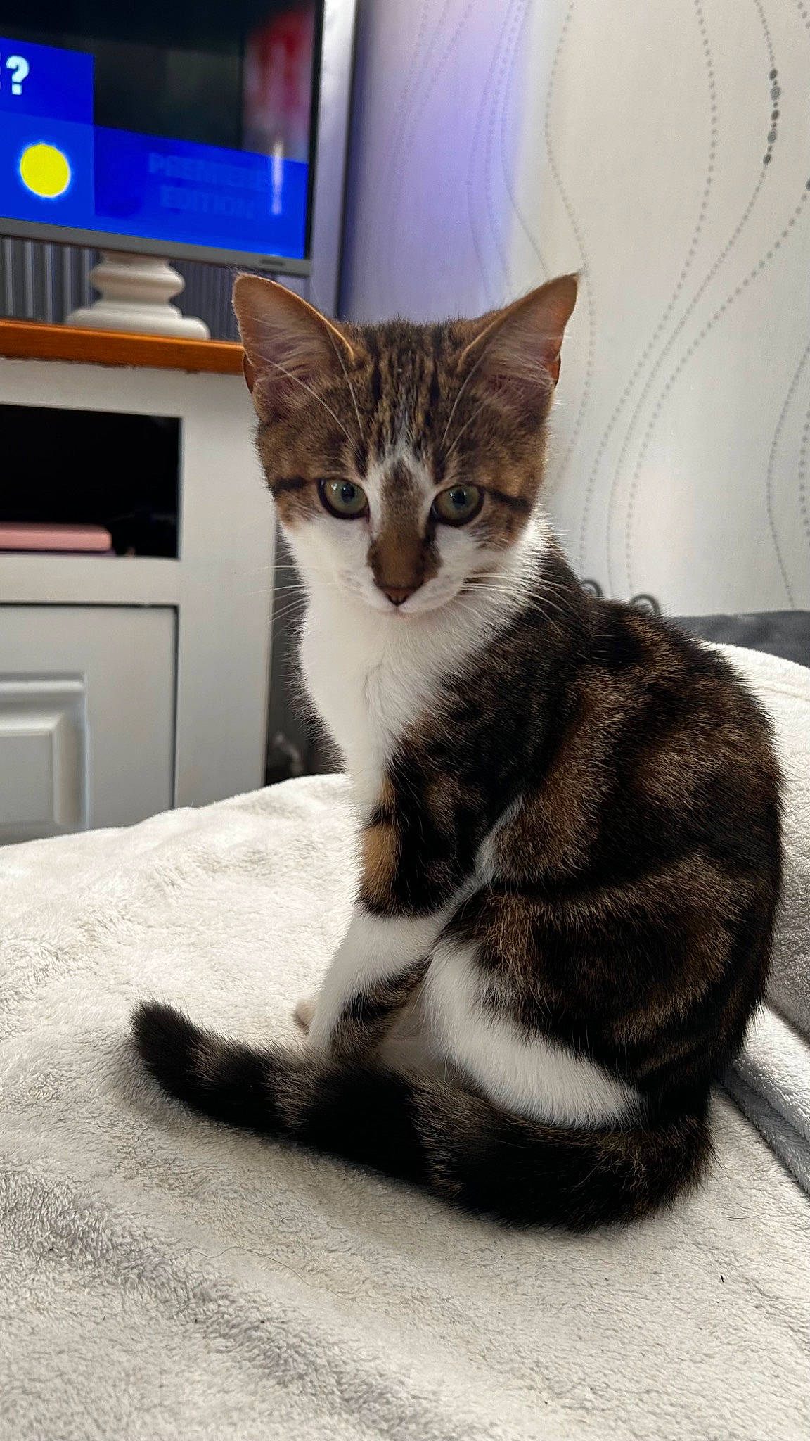 Glue participe au concours pour gagner de l'argent avec cette photo : box, cabinetry, carnivore, cat, claw, comfort, domestic_short_haired_cat, felidae, flooring, fur, home_appliance, kitchen_appliance, mammal, paw, sitting, small_to_medium_sized_cats, snout, tail, terrestrial_animal, whiskers