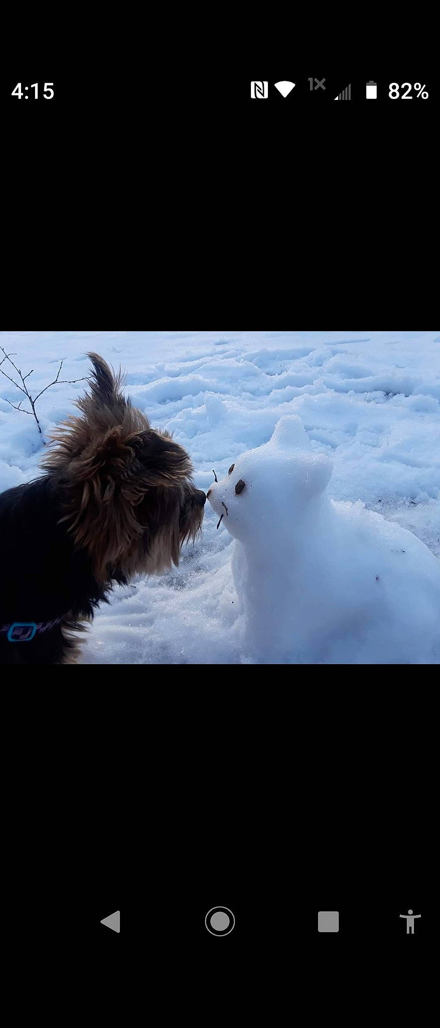 Dutchess is registered to the contest to win money with this photo: canidae, carnivore, cloud, companion_dog, dog, dog_breed, freezing, fur, ice_cap, meteorological_phenomenon, ocean, polar_ice_cap, sky, small_terrier, snow, sporting_group, terrier, toy_dog, wind_wave, winter