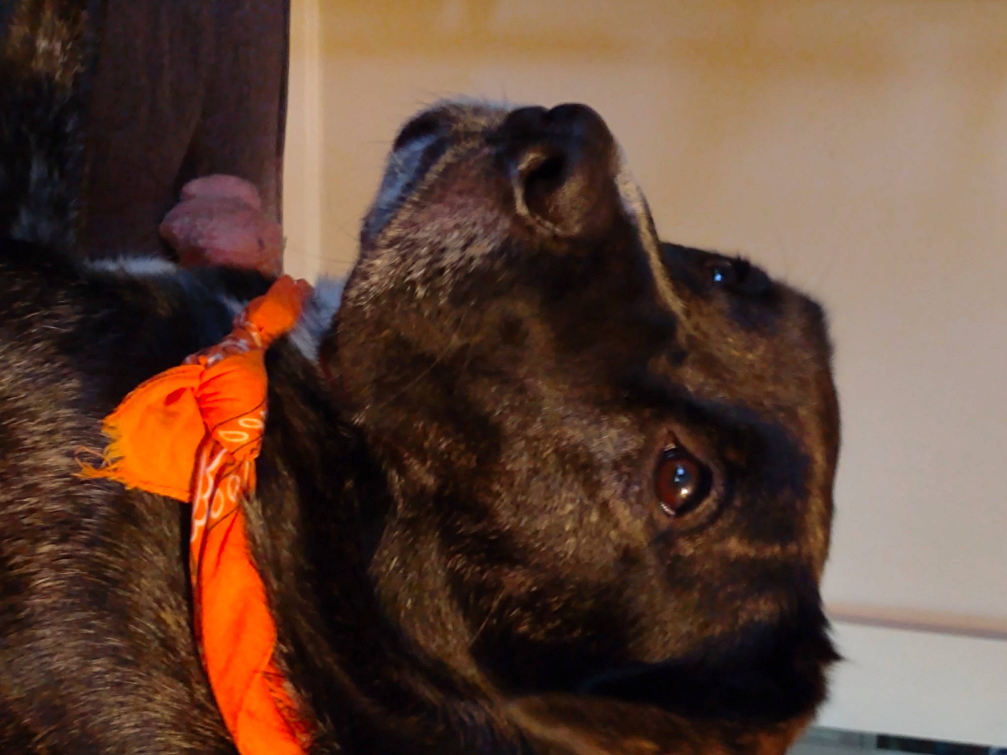 Lucy is registered to the contest to win money with this photo: canidae, carnivore, collar, companion_dog, dog, dog_breed, dog_collar, ear, fawn, fur, giant_dog_breed, guard_dog, human_body, liver, snout, sporting_group, terrestrial_animal, whiskers, working_animal, working_dog