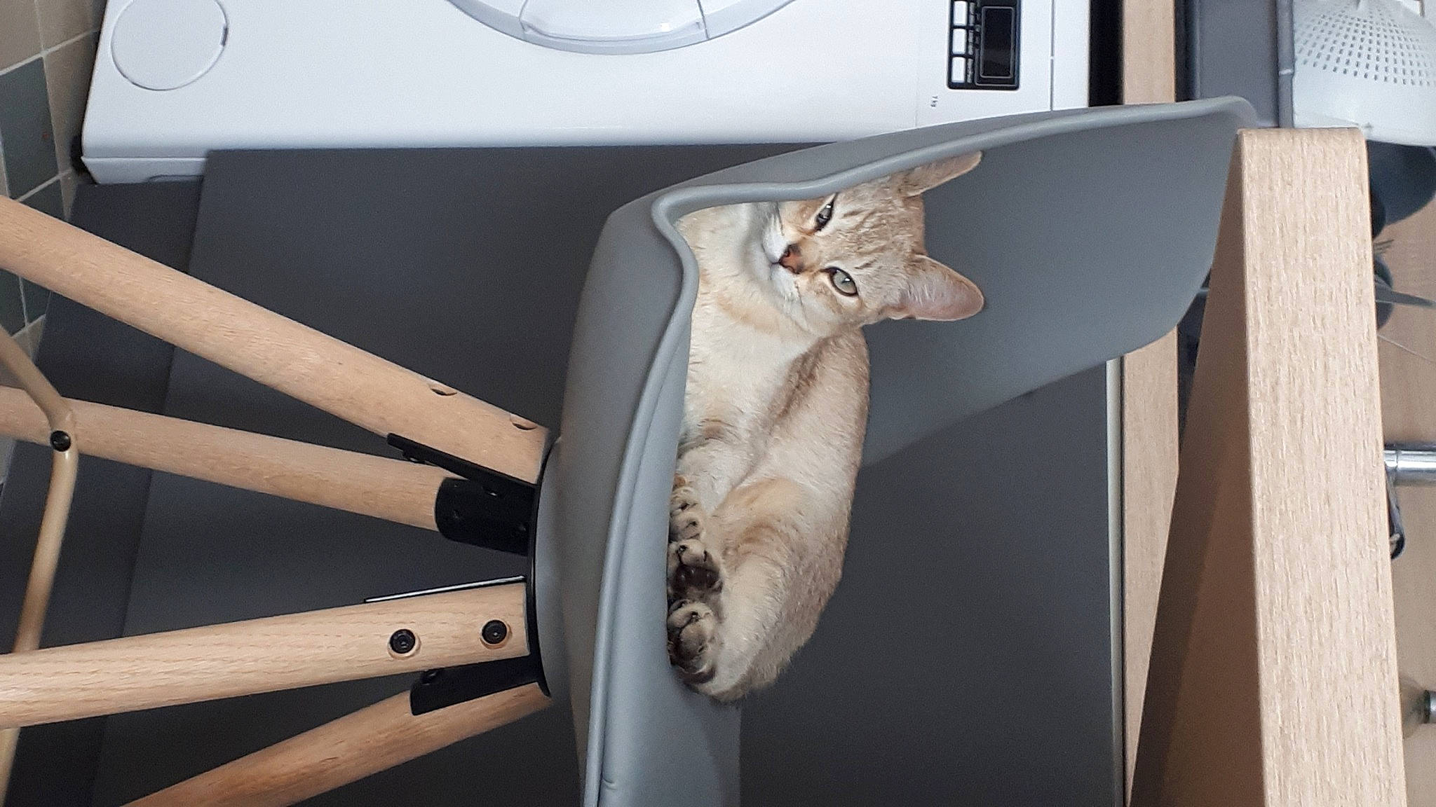 Sherlock a rejoint le concours — aidez-le/la à gagner de superbes lots ! auto_part, automotive_design, automotive_exterior, car_seat, carnivore, cat, comfort, felidae, hardwood, machine, plywood, room, small_to_medium_sized_cats, stuffed_toy, tail, toy, vehicle, vehicle_door, whiskers, wood