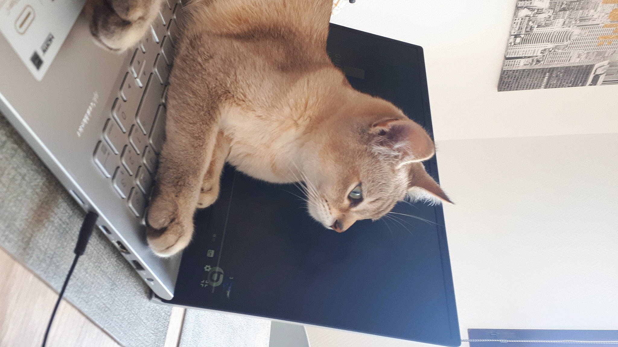 Sherlock participe au concours pour gagner de l'argent avec cette photo : canidae, carnivore, cat, claw, computer, domestic_short_haired_cat, electronic_device, fawn, felidae, fur, gesture, laptop, netbook, paw, personal_computer, picture_frame, small_to_medium_sized_cats, tail, whiskers, window