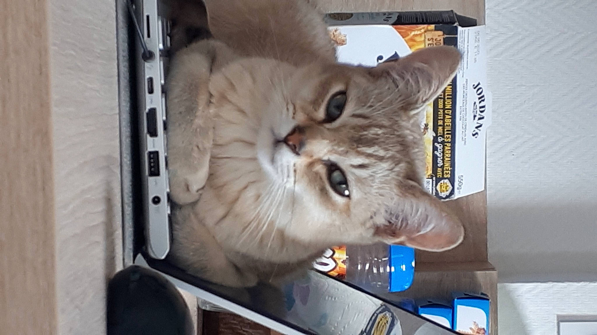 Sherlock a rejoint le concours — aidez-le/la à gagner de superbes lots ! animal_shelter, box, carnivore, cat, claw, domestic_short_haired_cat, fawn, felidae, fur, paw, photo_caption, small_to_medium_sized_cats, snout, tail, whiskers