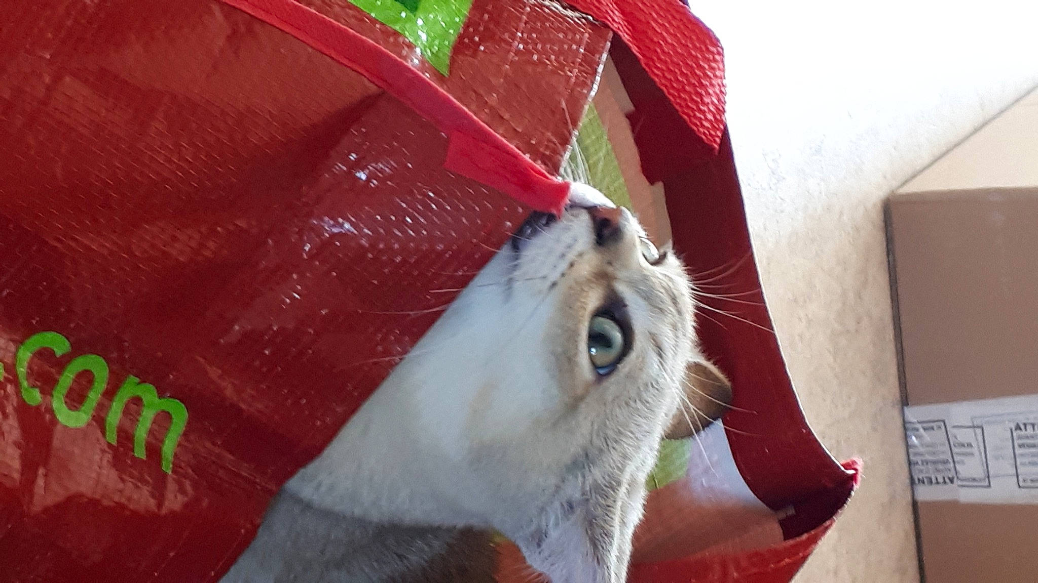 Sherlock participe au concours pour gagner de l'argent avec cette photo : box, canidae, carmine, carnivore, cat, claw, companion_dog, dog_breed, domestic_short_haired_cat, eye, fang, fawn, felidae, fur, paw, red, small_to_medium_sized_cats, snout, sporting_group, whiskers