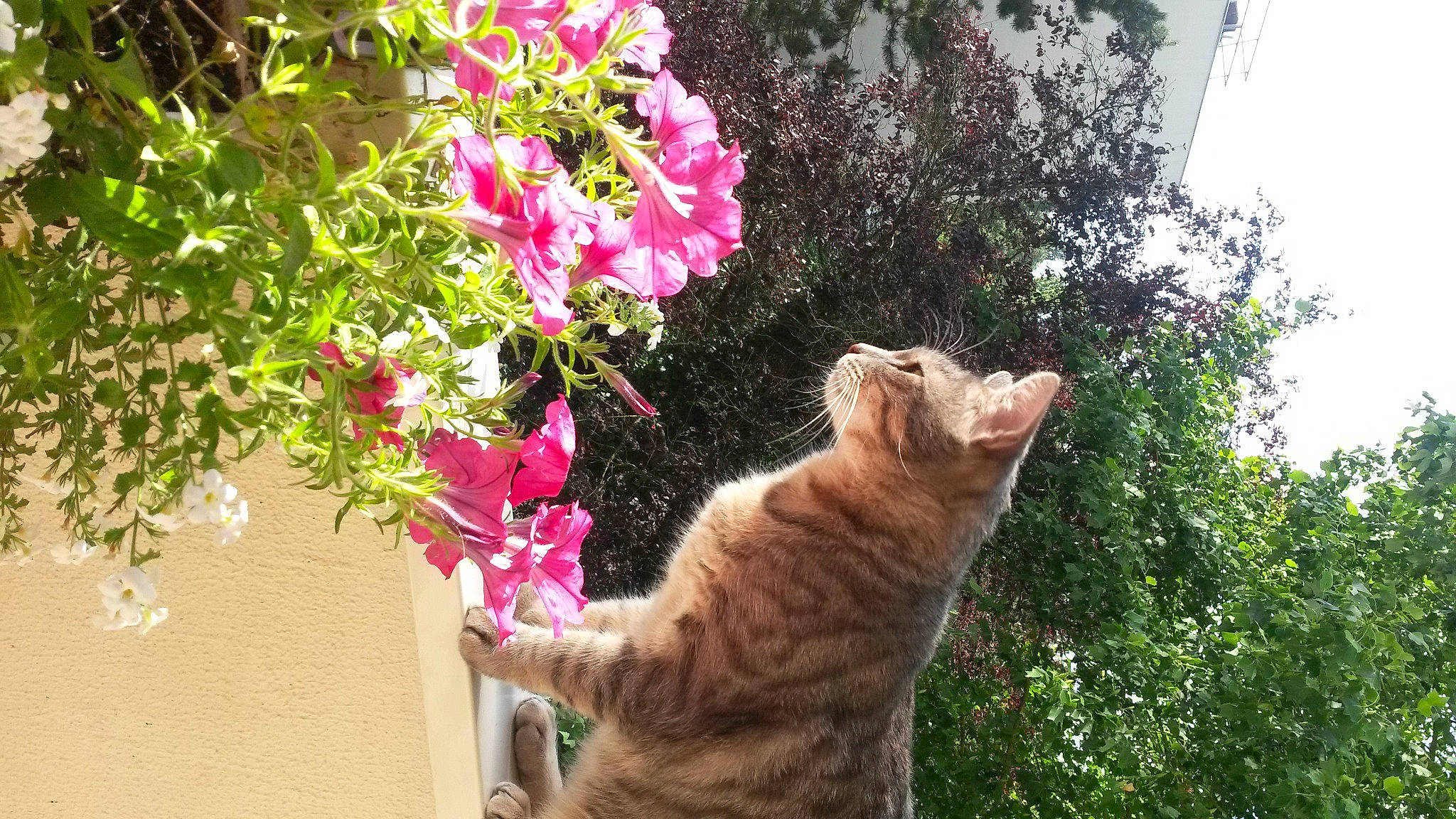 Figaro a rejoint le concours — aidez-le/la à gagner de superbes lots ! annual_plant, art, bougainvillea, carnivore, cat, domestic_short_haired_cat, fawn, felidae, flower, flowerpot, fur, grass, petal, plant, shrub, small_to_medium_sized_cats, tail, tree, whiskers, window