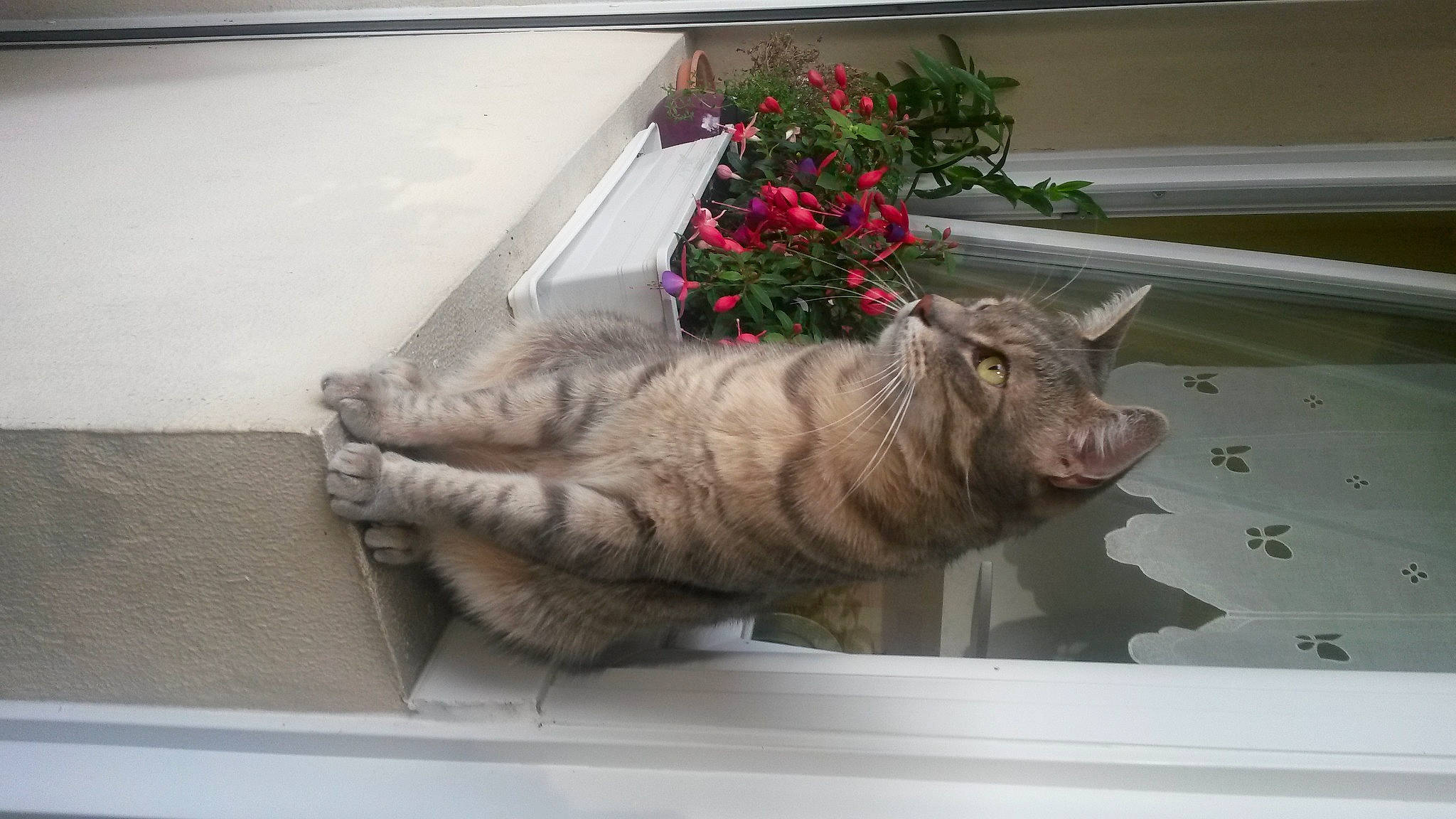 Figaro a rejoint le concours — aidez-le/la à gagner de superbes lots ! carnivore, cat, domestic_short_haired_cat, fawn, felidae, flower, flowerpot, fur, houseplant, mammal, plant, small_to_medium_sized_cats, tail, whiskers, window