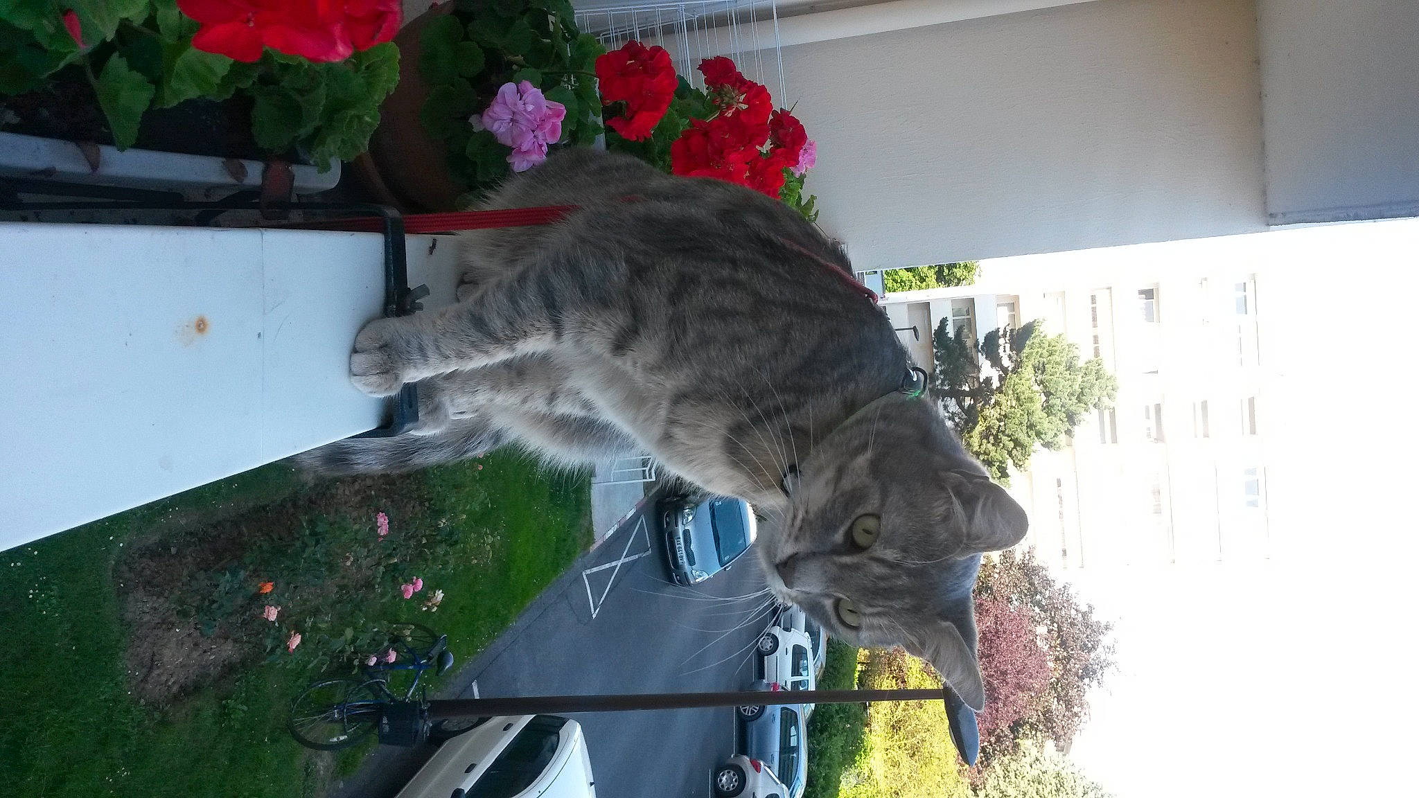 Figaro a rejoint le concours — aidez-le/la à gagner de superbes lots ! art, carnivore, cat, domestic_short_haired_cat, felidae, flower, flowerpot, fur, grass, groundcover, houseplant, plant, small_to_medium_sized_cats, tail, tree, vertebrate, whiskers, window