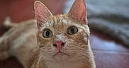 Baxter participe au concours pour gagner de l'argent avec cette photo : cat, ginger_cat, pet, animal, indoor, floor, closeup, whiskers, ears, eyes, pink_nose, fur, curious, lying_down, domestic_cat, mammal, feline, cute, portrait, focus