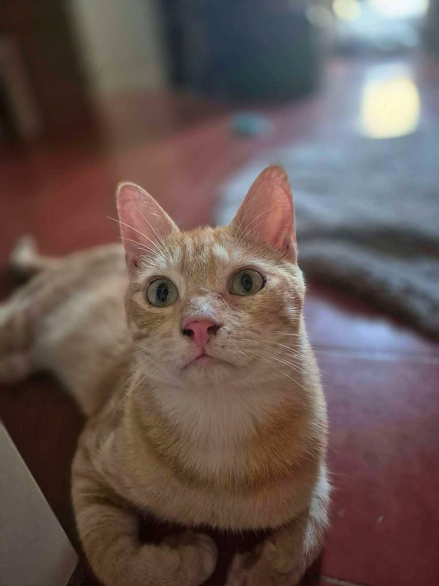 Baxter