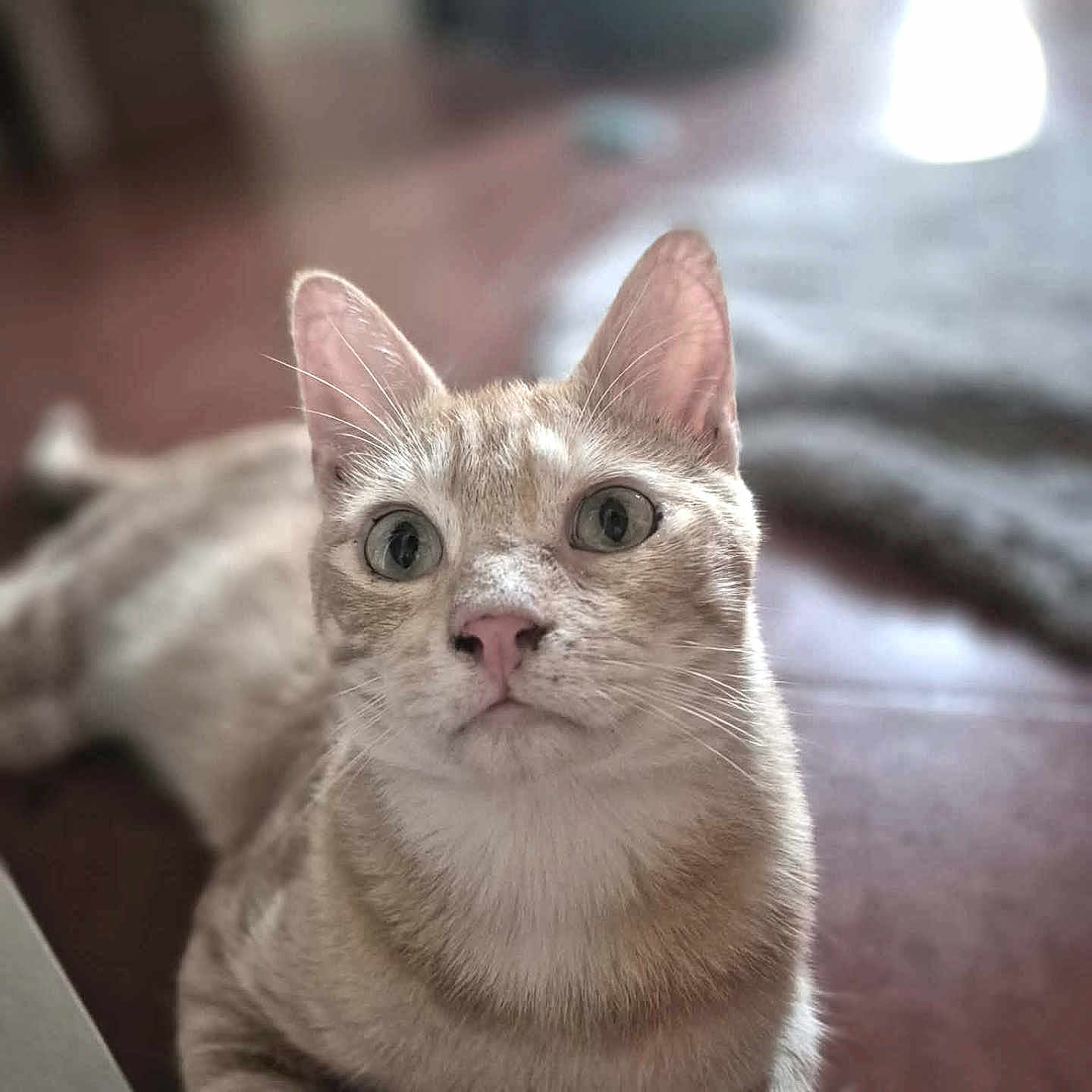 Baxter
