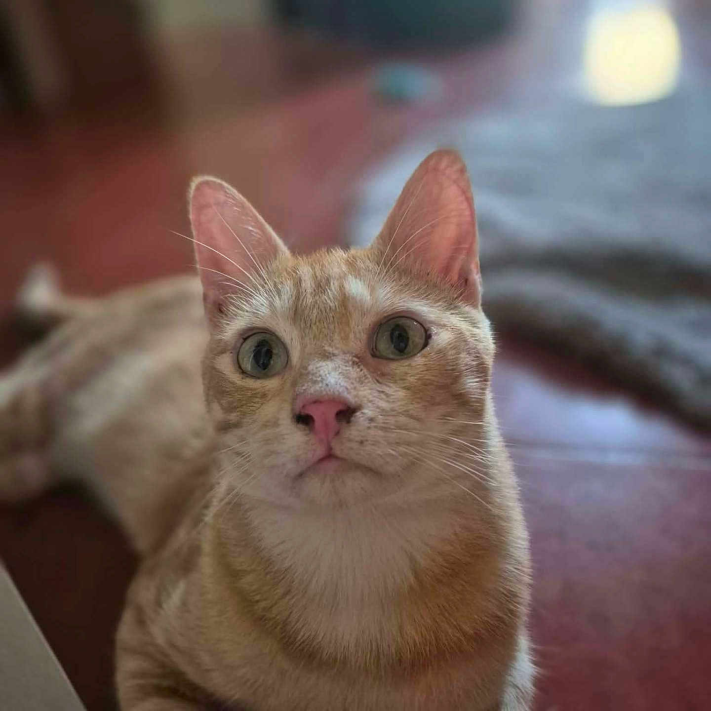 Baxter