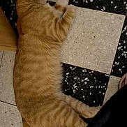 Baxter participe au concours pour gagner de l'argent avec cette photo : cat, ginger_cat, sleeping, floor, indoor, tile_floor, striped, pet, relaxed, animal, feline, resting, domestic_cat, quiet, cozy, laying_down, calm, orange, whiskers, fur