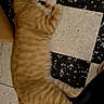 Baxter participe au concours pour gagner de l'argent avec cette photo : animal, calm, cat, cozy, domestic_cat, feline, floor, fur, ginger_cat, indoor, laying_down, orange, pet, quiet, relaxed, resting, sleeping, striped, tile_floor, whiskers