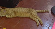 Baxter a rejoint le concours — aidez-le/la à gagner de superbes lots ! animal, calm, cat, cute, domestic_cat, feline, floor, ginger_cat, indoor, laying_down, paws, pet, relaxed, resting, sleeping, striped, tabby, tail, tile_floor, whiskers