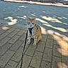 animal, background, brick, cat, curious, daytime, ginger_cat, harness, leash, outdoor, pavement, pet, quiet, shadow, sidewalk, sitting, street, sunlight, tree, urban