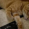 Baxter participe au concours pour gagner de l'argent avec cette photo : cat, ginger_cat, sleeping, floor, tile_floor, indoor, resting, pet, animal, closeup, feline, relaxation, cute, whiskers, paw, ear, nose, sleep, domestic_animal, quiet