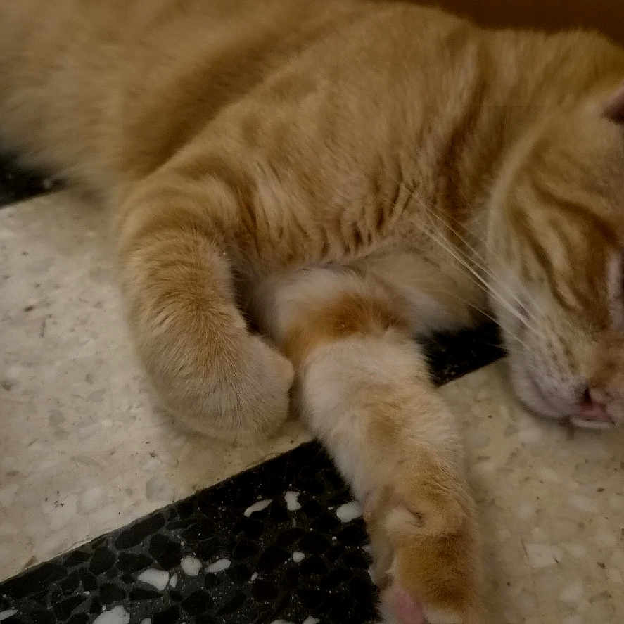 Baïko a rejoint le concours — aidez-le/la à gagner de superbes lots ! cat, ginger_cat, sleeping, floor, tile_floor, indoor, pet, relaxed, resting, animal, feline, whiskers, ears, paw, closeup, laying_down, quiet, domestic_cat, home, cute