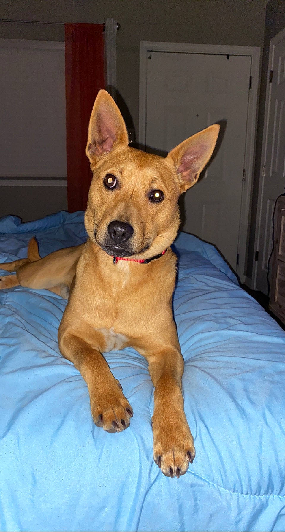 Nouglas joined the competition — help win amazing prizes! ancient_dog_breeds, cabinetry, canidae, carnivore, comfort, companion_dog, dog, dog_breed, door, fawn, hardwood, non_sporting_group, paw, sitting, snout, sporting_group, toy_dog, whiskers, wood, working_animal