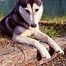 Togo a rejoint le concours — aidez-le/la à gagner de superbes lots ! dog, husky, outdoor, sunlight, wood, grass, pet, animal, canine, nature, resting, focus, portrait, daylight, ears, fur, snout, paws, closeup, peaceful