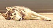 Togo participe au concours pour gagner de l'argent avec cette photo : dog, husky, lying_down, resting, outdoor, sunlight, calm, relaxed, animal, pet, fur, mammal, quiet, side_view, single_animal, canine, sleepy, nature, daylight, portrait