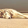 dog, husky, lying_down, resting, outdoor, sunlight, calm, relaxed, animal, pet, fur, mammal, quiet, side_view, single_animal, canine, sleepy, nature, daylight, portrait