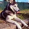 Togo participe au concours pour gagner de l'argent avec cette photo : dog, husky, outdoor, sunlight, grass, wood, tongue_out, pet, animal, resting, nature, fence, blue_sky, canine, mammal, daylight, closeup, relaxing, portrait, friendly