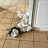 dog, husky, tile_floor, door, indoor, pet, relaxed, lying_down, white_door, paws_up, canine, fur, animal, resting, domestic, household, floor, paw, sleepy, cute