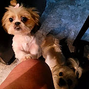 Rainy is registered to the contest to win money with this photo: dog, small_dog, pet, curious, looking_up, indoor, floor, knee, brown_and_white, white_dog, fur, animal, companion, cute, domestic, ears, tail, shadow, low_light, close_up