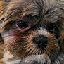 dog, close_up, fluffy, fur, pet, animal, cute, portrait, muzzle, nose, whiskers, brown, black, soft, expression, indoors, face, eyes, adorable, companion