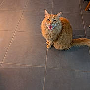 Toulouse participe au concours pour gagner de l'argent avec cette photo : cat, orange_tabby, feline, pet, indoor, floor, tile_floor, sitting, fur, whiskers, ears, tail, animal, cute, meowing, expression, domestic_cat, looking_up, home, mammal