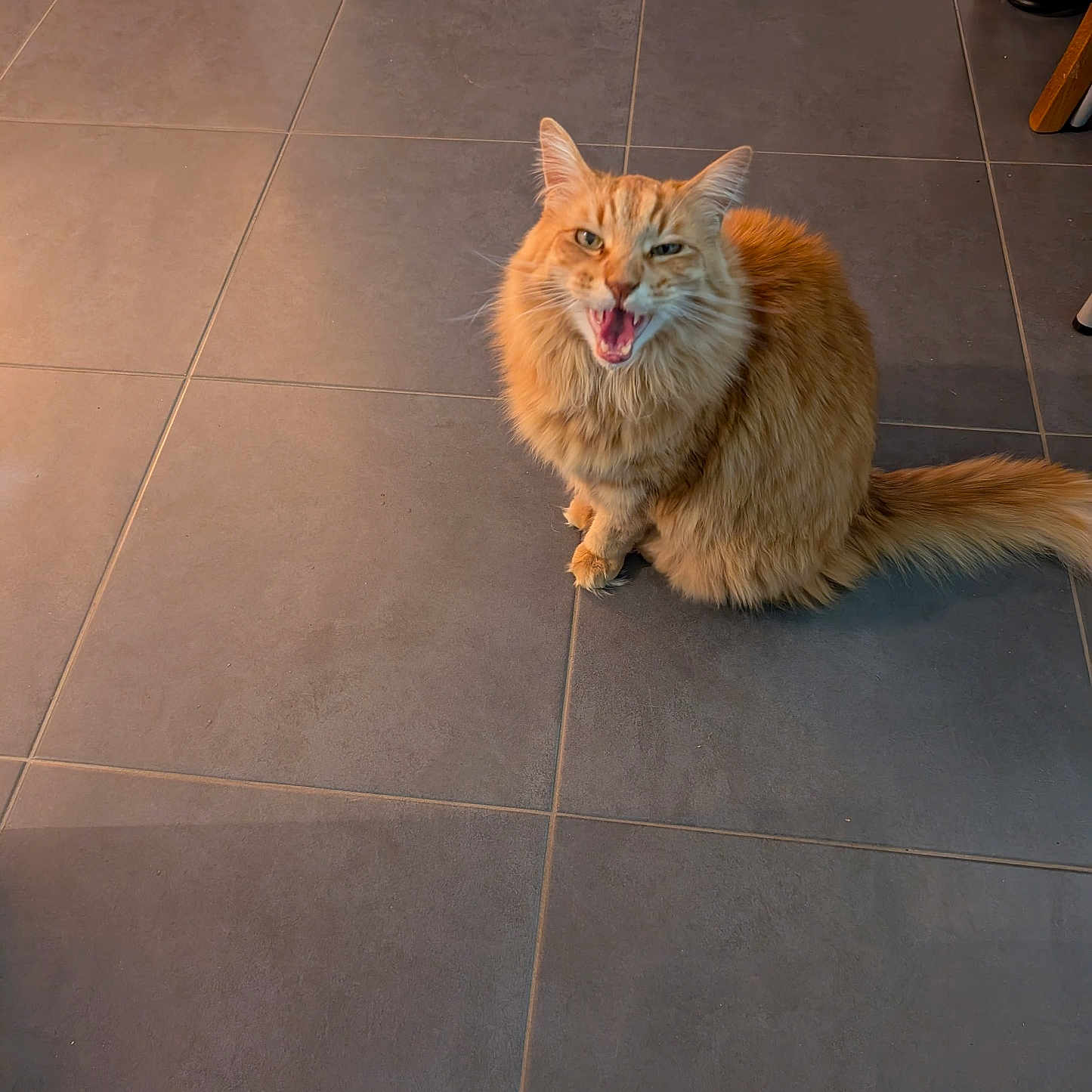 Toulouse participe au concours pour gagner de l'argent avec cette photo : animal, cat, cute, domestic_cat, ears, expression, feline, floor, fur, home, indoor, looking_up, mammal, meowing, orange_tabby, pet, sitting, tail, tile_floor, whiskers