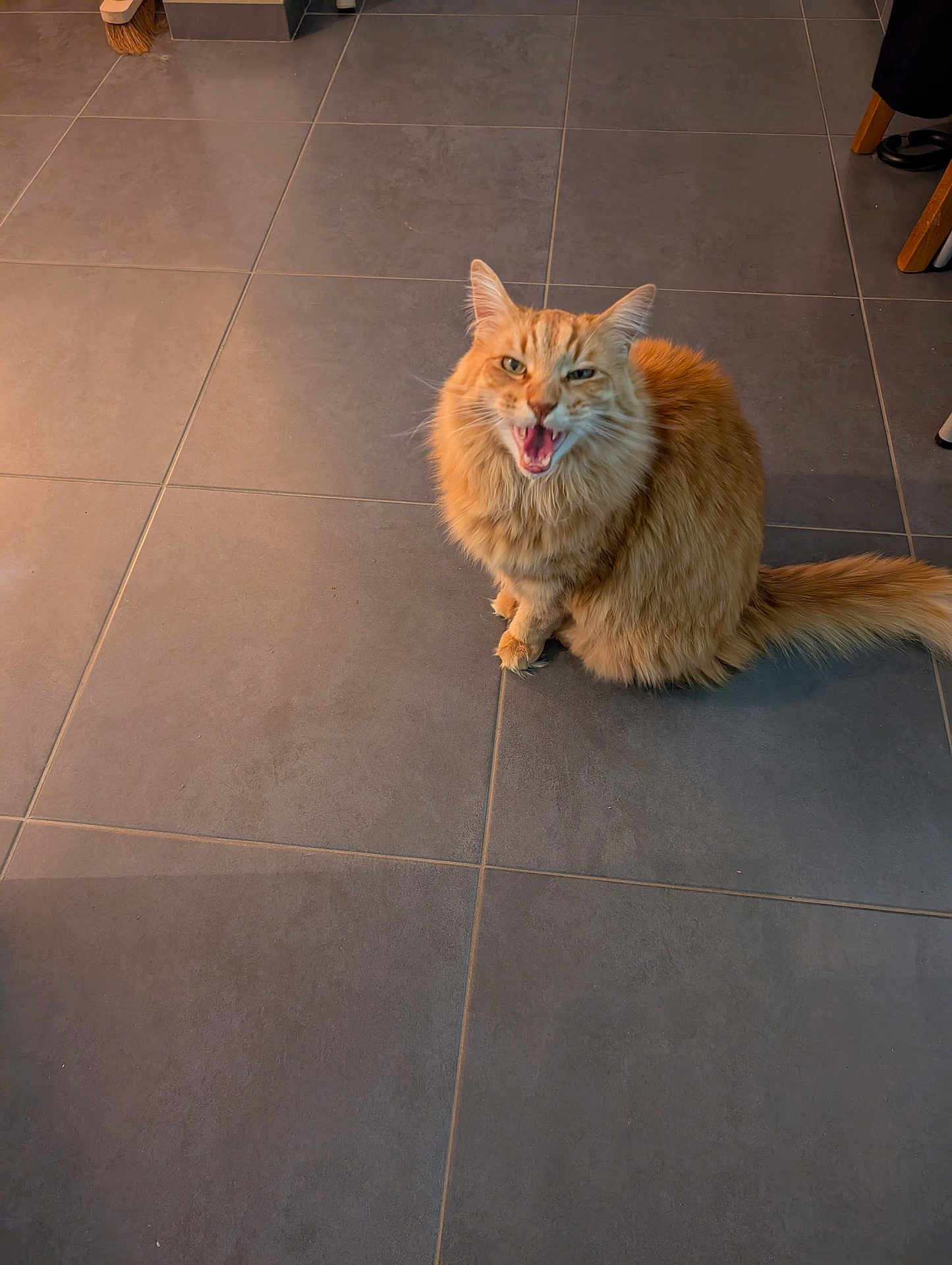 Toulouse participe au concours pour gagner de l'argent avec cette photo : cat, orange_tabby, feline, pet, indoor, floor, tile_floor, sitting, fur, whiskers, ears, tail, animal, cute, meowing, expression, domestic_cat, looking_up, home, mammal