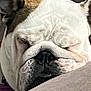 Chloe is registered to the contest to win money with this photo: bulldog, dog, close_up, sleeping, resting, wrinkles, face, pet, animal, cute, domestic_animal, fur, snout, nose, ears, relaxing, indoors, soft_surface, portrait, calm