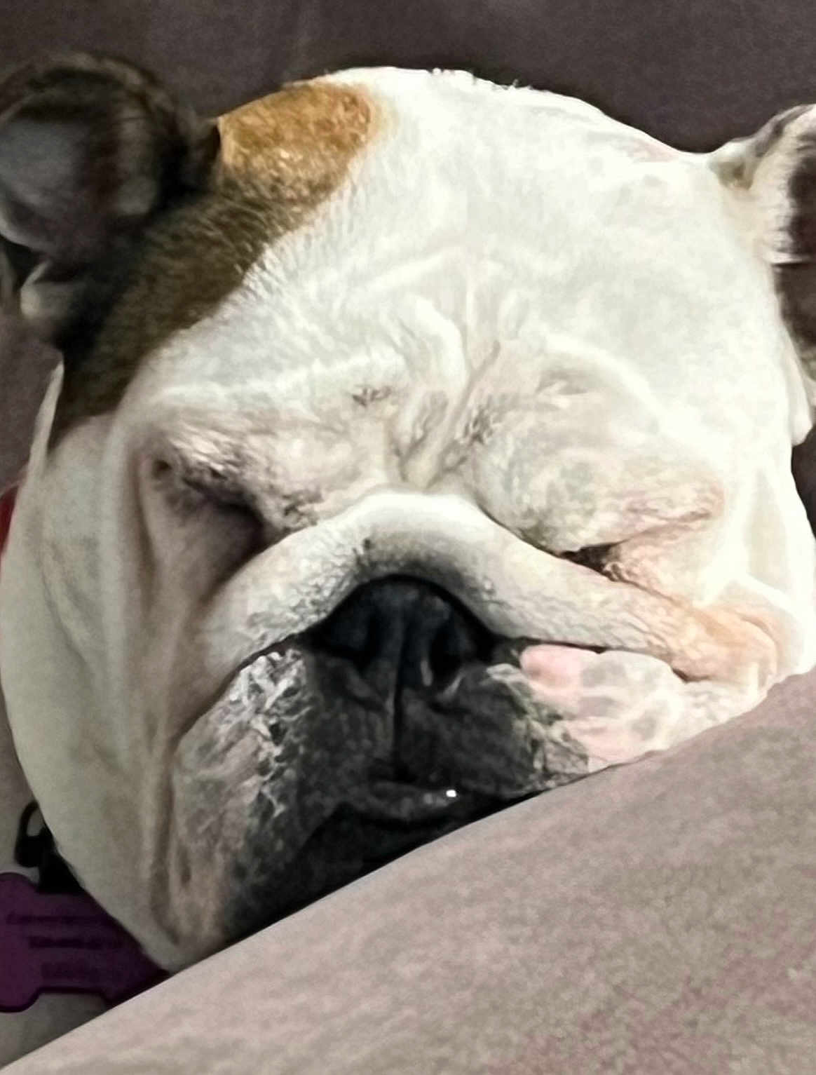 Chloe is registered to the contest to win money with this photo: bulldog, dog, close_up, sleeping, resting, wrinkles, face, pet, animal, cute, domestic_animal, fur, snout, nose, ears, relaxing, indoors, soft_surface, portrait, calm