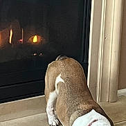 Chloe joined the competition — help win amazing prizes! bulldog, dog, sleeping, fireplace, wood_floor, tile_floor, indoors, pet, cozy, warmth, relaxed, resting, brown, white, fur, companion, animal, home, quiet, comfort