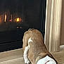 bulldog, dog, sleeping, fireplace, wood_floor, tile_floor, indoors, pet, cozy, warmth, relaxed, resting, brown, white, fur, companion, animal, home, quiet, comfort