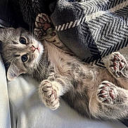 Thumbelina is registered to the contest to win money with this photo: kitten, cat, paw_pads, gray_fur, lying_down, blanket, cozy, cute, pet, indoor, relaxed, feline, young_cat, soft, playful, resting, closeup, whiskers, alert, fur