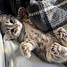 kitten, cat, paw_pads, gray_fur, lying_down, blanket, cozy, cute, pet, indoor, relaxed, feline, young_cat, soft, playful, resting, closeup, whiskers, alert, fur