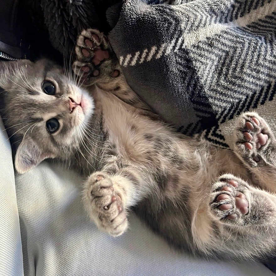 Thumbelina is registered to the contest to win money with this photo: kitten, cat, paw_pads, gray_fur, lying_down, blanket, cozy, cute, pet, indoor, relaxed, feline, young_cat, soft, playful, resting, closeup, whiskers, alert, fur