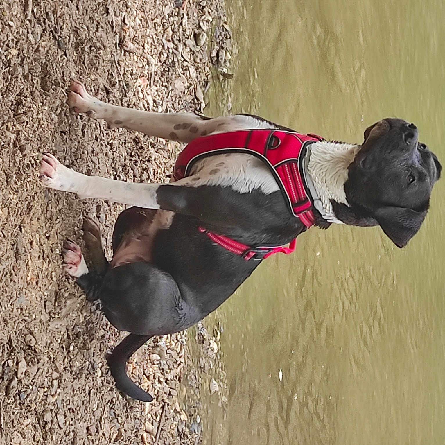 Amaya