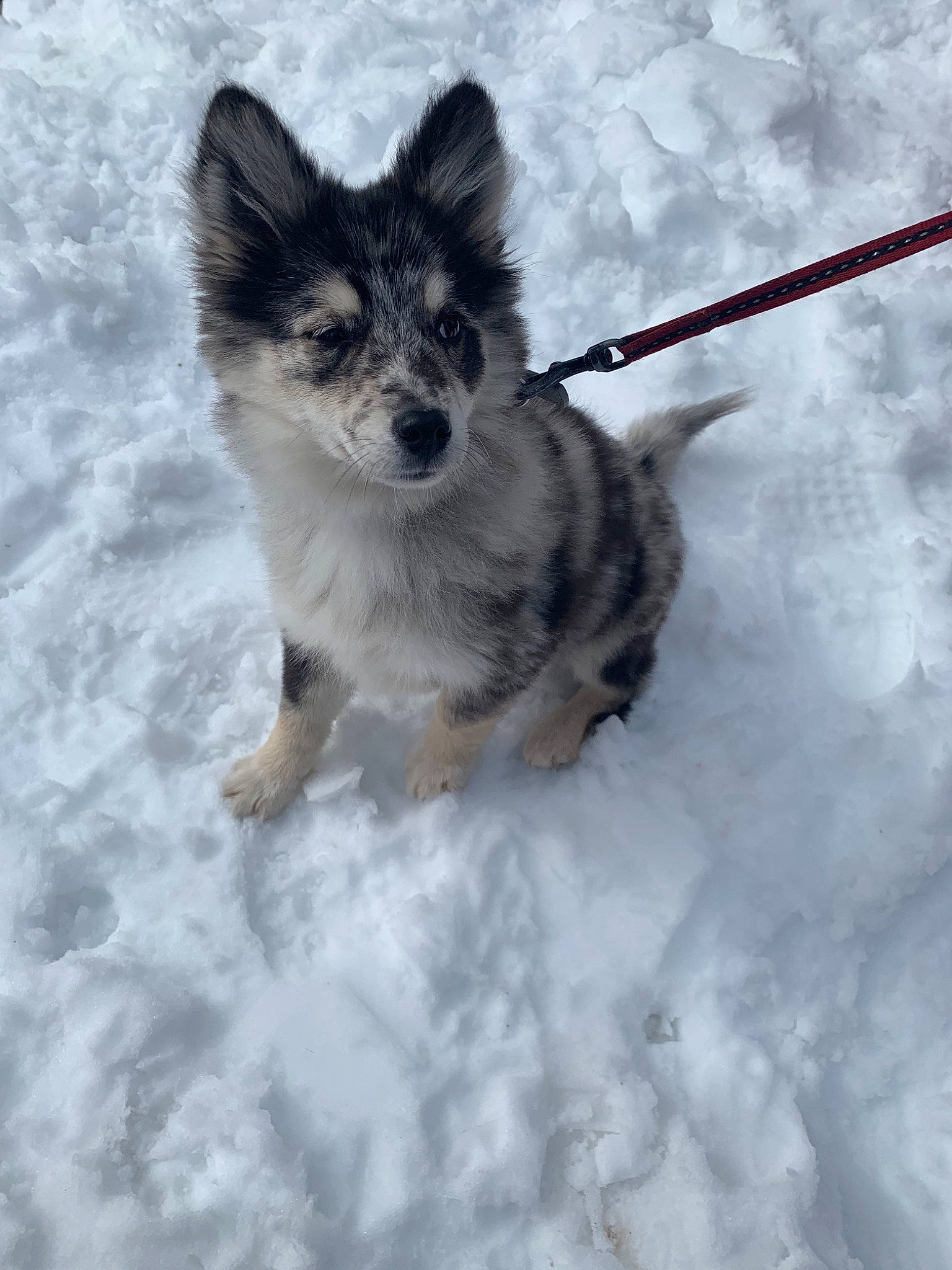 Darling participe au concours pour gagner de l'argent avec cette photo : canidae, carnivore, dog, dog_breed, mammal, native_american_indian_dog, puppy, rare_breed_dog, siberian_husky, snow, sporting_group, swedish_vallhund, tamaskan_dog, utonagan, vertebrate, whiskers, winter