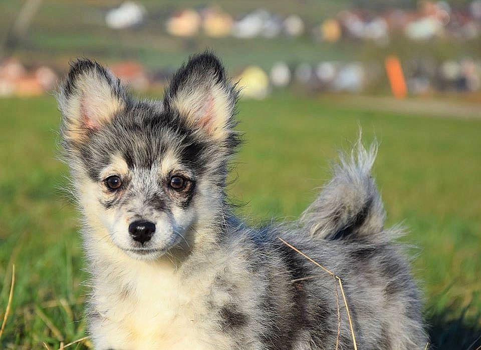 Darling a rejoint le concours — aidez-le/la à gagner de superbes lots ! alaskan_klee_kai, canadian_eskimo_dog, canidae, carnivore, companion_dog, dog, dog_breed, finnish_lapphund, grass, greenland_dog, mammal, plant, puppy, rare_breed_dog, siberian_husky, snout, sporting_group, tamaskan_dog, vertebrate, whiskers