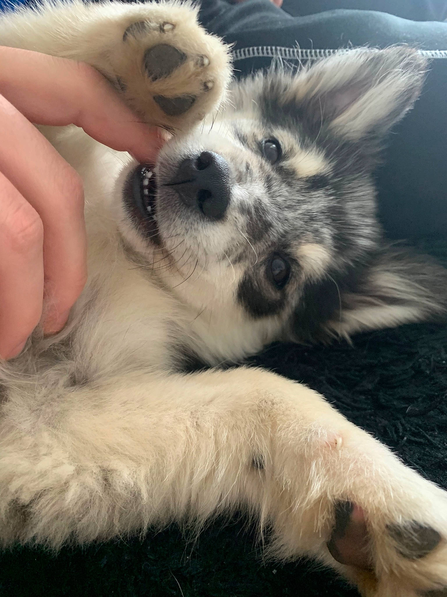 Darling a rejoint le concours — aidez-le/la à gagner de superbes lots ! canidae, carnivore, dog, dog_breed, fur, mammal, nose, paw, puppy, puppy_love, siberian_husky, snout, sporting_group, vertebrate, whiskers, wolfdog