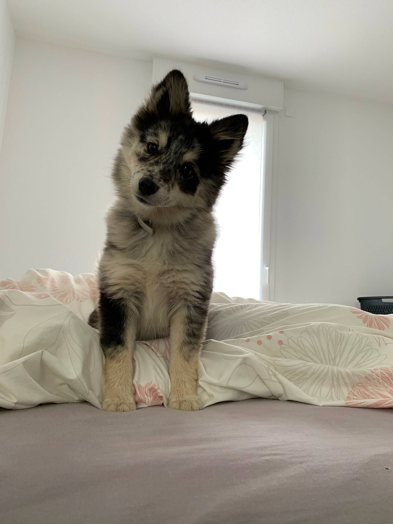 Darling a rejoint le concours — aidez-le/la à gagner de superbes lots ! bed, canidae, carnivore, cat, dog, dog_breed, mammal, puppy, room, siberian_husky, snout, sporting_group, whiskers