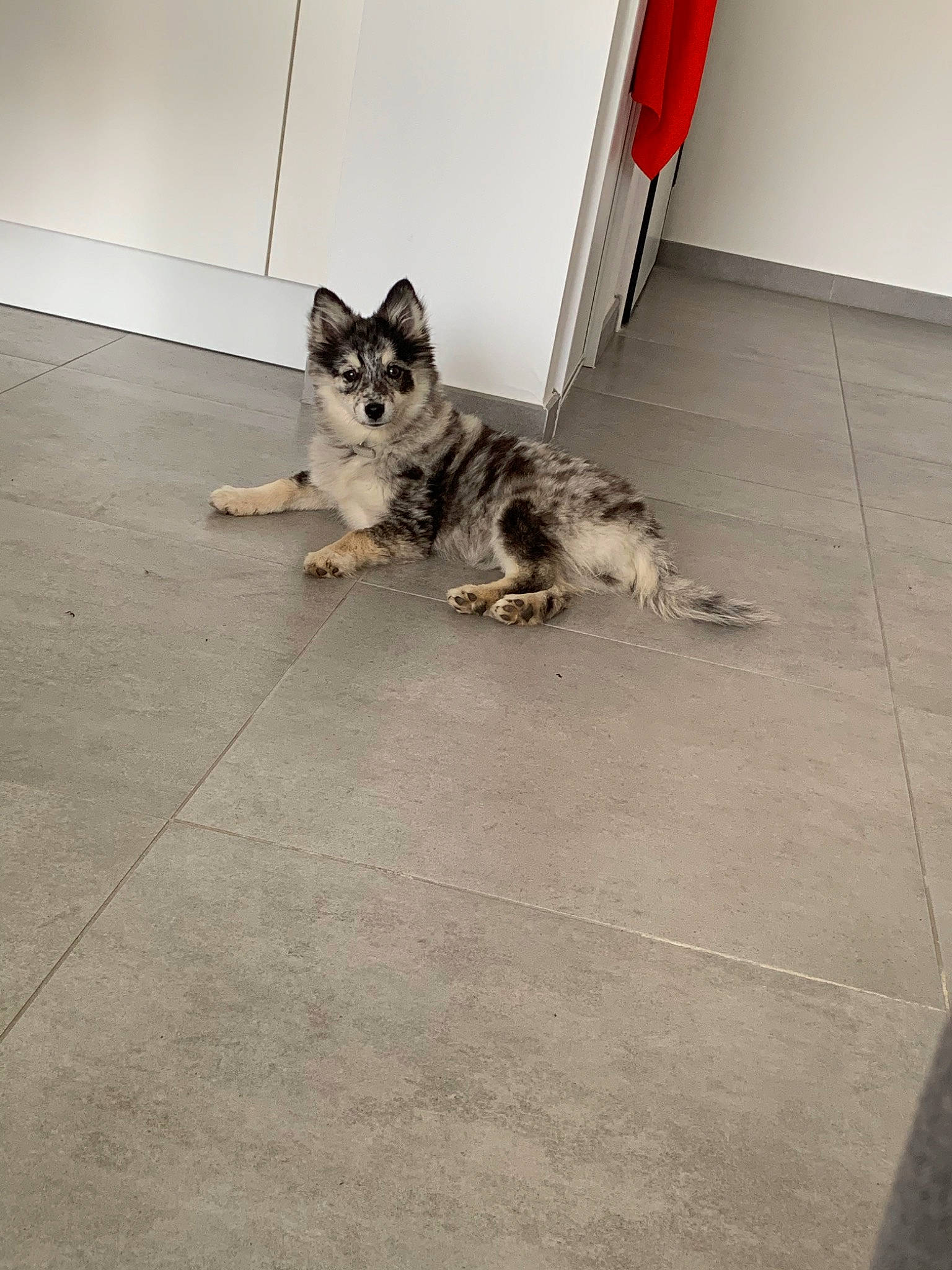 Darling participe au concours pour gagner de l'argent avec cette photo : canidae, carnivore, cat, dog_breed, domestic_short_haired_cat, european_shorthair, felidae, floor, flooring, kitten, mammal, small_to_medium_sized_cats, sporting_group, tail, whiskers