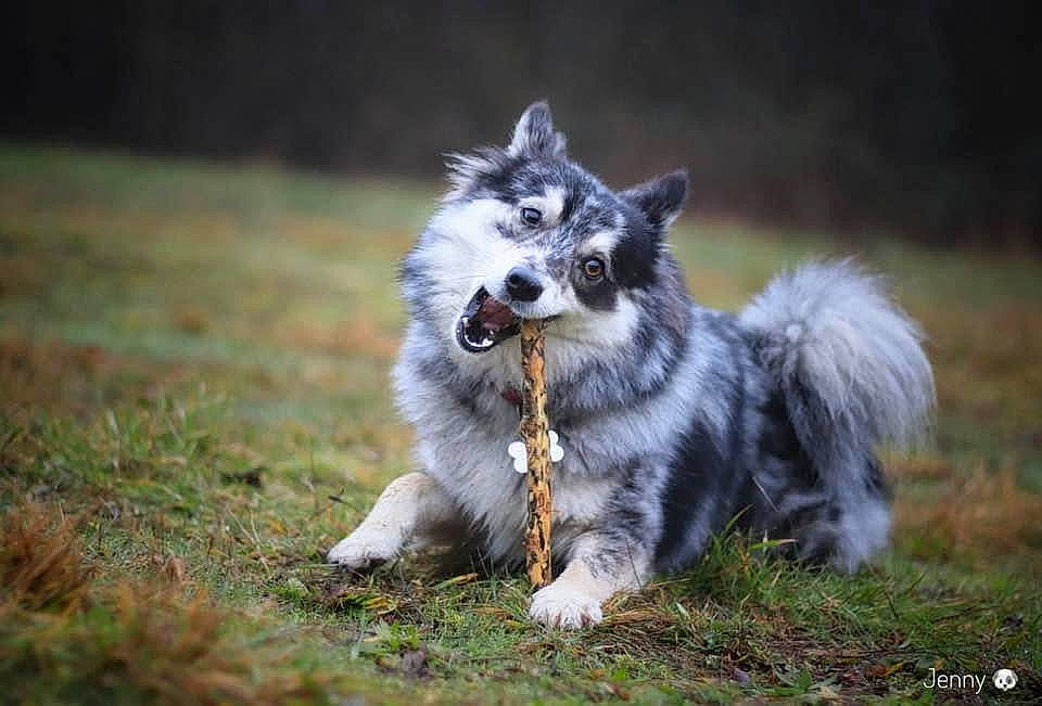 Darling participe au concours pour gagner de l'argent avec cette photo : biting, canidae, carnivore, companion_dog, dog, dog_breed, fawn, felidae, fur, grass, grassland, plant, puppy, sitting, snout, sporting_group, tail, terrestrial_animal, whiskers, wildlife